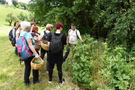 Nabiranje zelisc julij 2020 foto Rok Petancic